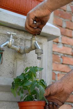 dirty hand pouring water into pot with young green tomato plant