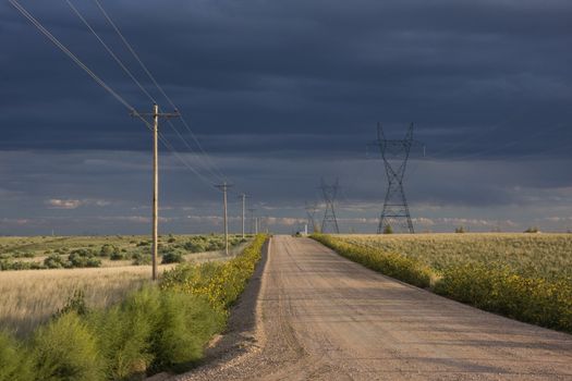 typical dirt road in eastern Colorado farmland lined by power lines and sunflowers, late summer with stormy sky