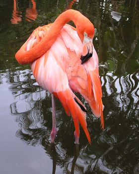 American flamingo preening in Florida