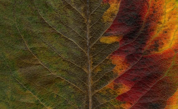 macro shot of asian pearl tree leaf showing colors from green to yellow and red