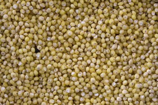 macro shot of hulled millet seeds