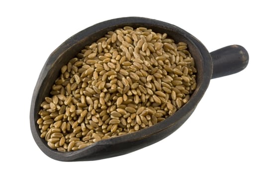 hard red winter wheat on a rustic, wooden scoop isolated with clipping path