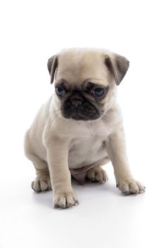 cute sitting puppy on an isolated background