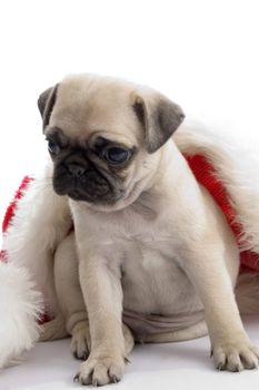 pug with christmas hat with white background