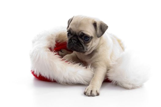 puppy sitting on christmas hat on an isolated  white background