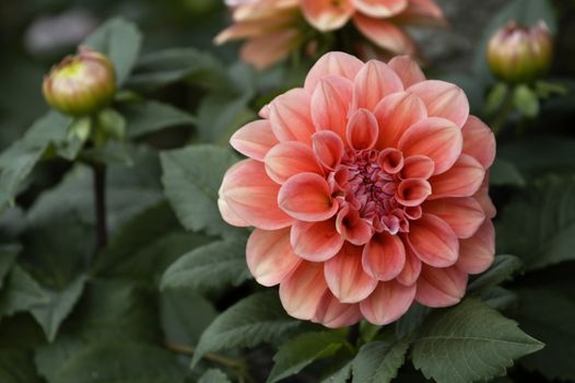 The beautiful pink and red dahlia flowers