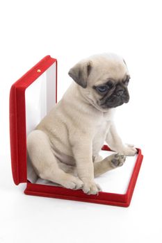 cute puppy in necklace box against white background