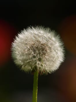 Dandelion. Close up. Brown background