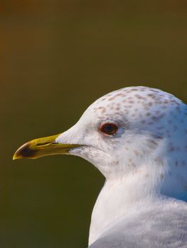 Seagul close up. Brown background. Only head showing 