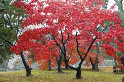 The red maple trees in japanese garden 