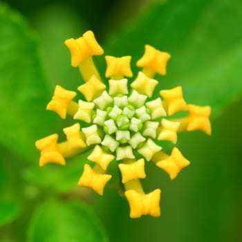 A close up shoot of yellow lantana camara