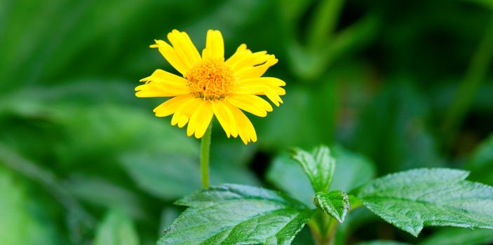 The closeup view of yellow floret over green