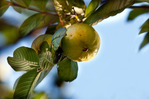 Close up on a guava on a tree