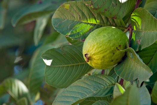 Close up on a guava on a tree