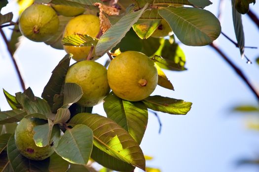 Close up on a guava on a tree