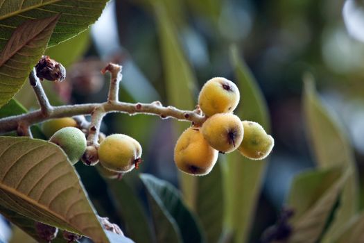 Close up on loquat fruit on a tree