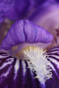 bearded iris