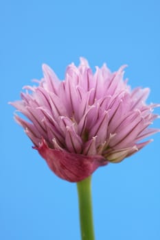 chive flower