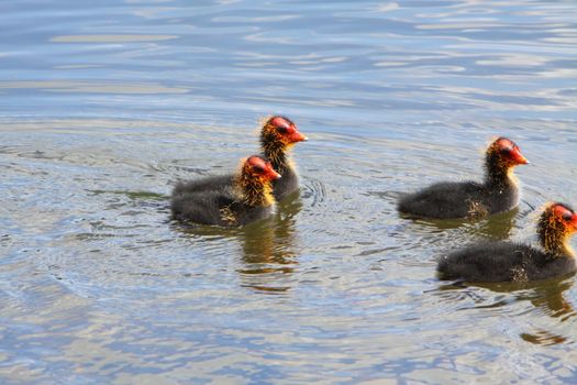 coot chicks