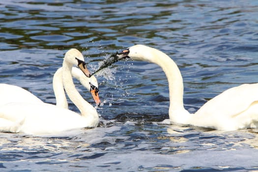 swans fighting