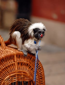 Monkey sitting on cage with drinking pipe in hand.