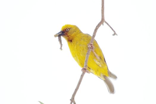 yellow bird with a worm in its beak