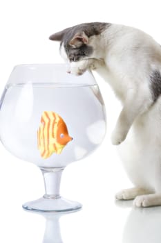 Domestic cat catching artificial fish in big glass isolated on white