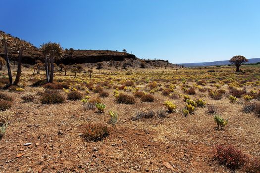 Dry, flourishing landscape in South Africa with quiver trees