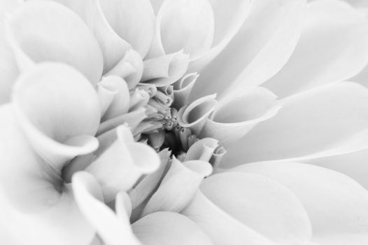 The close up center of dahlia flower