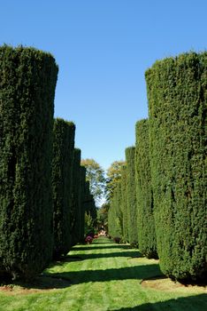 Green bush alley on a sunny day