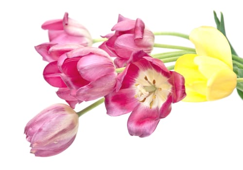 colorful tulips isolated on a white background 