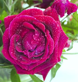 Closeup of a red rose covered by water drops