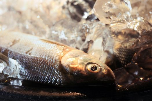 Fresh fish in ice on the market