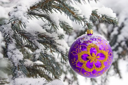 Violet christmas glass ball hanging on the tree in snow.
