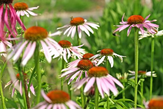 Purpel coneflowers - shot in a botanical garden