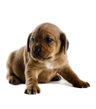 Little cute puppy isolated on white background