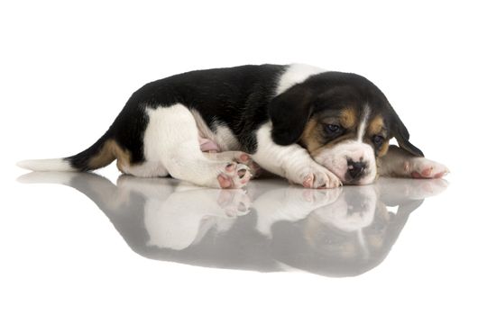 Beagle puppy isolated on white with reflection