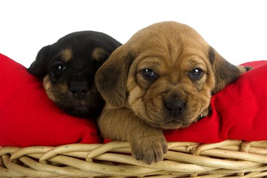 Two cute puppies brothers on a soft red cushion 