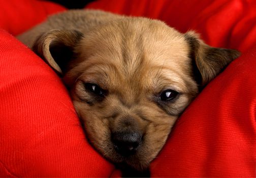 Sadness cute puppy with the snout over a red cushion