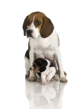 Picture of a Beagle mom protecting is son