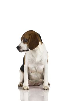 A beagle mom after is pregnancy isolated on white