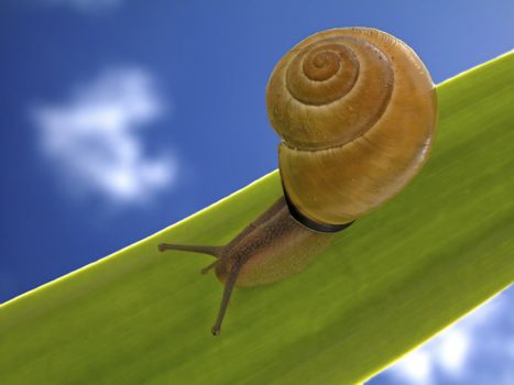 Snail on the leaf