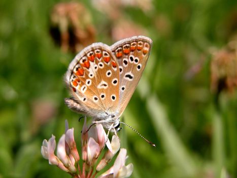 Butterfly resting