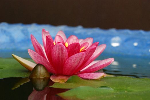 Pink Lotus symbol of purity blooms in sunlight.