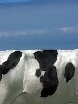 Landscape picture with spots of a black and white cow