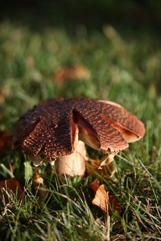 A nice, different toadstool (Fungus) on grass.