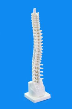 
Anatomy modell from a human backbone on blue background