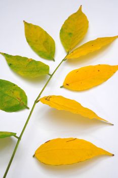 Wisteria leaves in Autumn colors of yellow and green