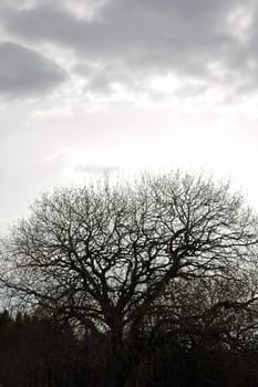 tree and sky