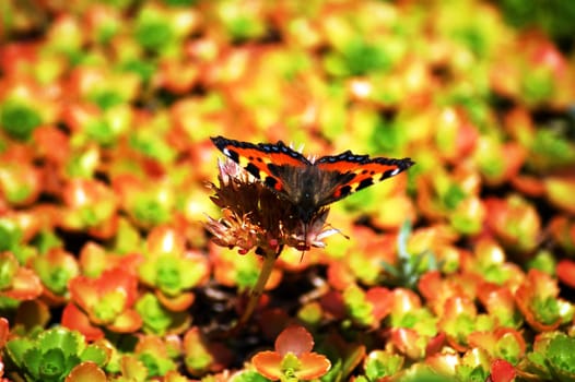 butterfly resting